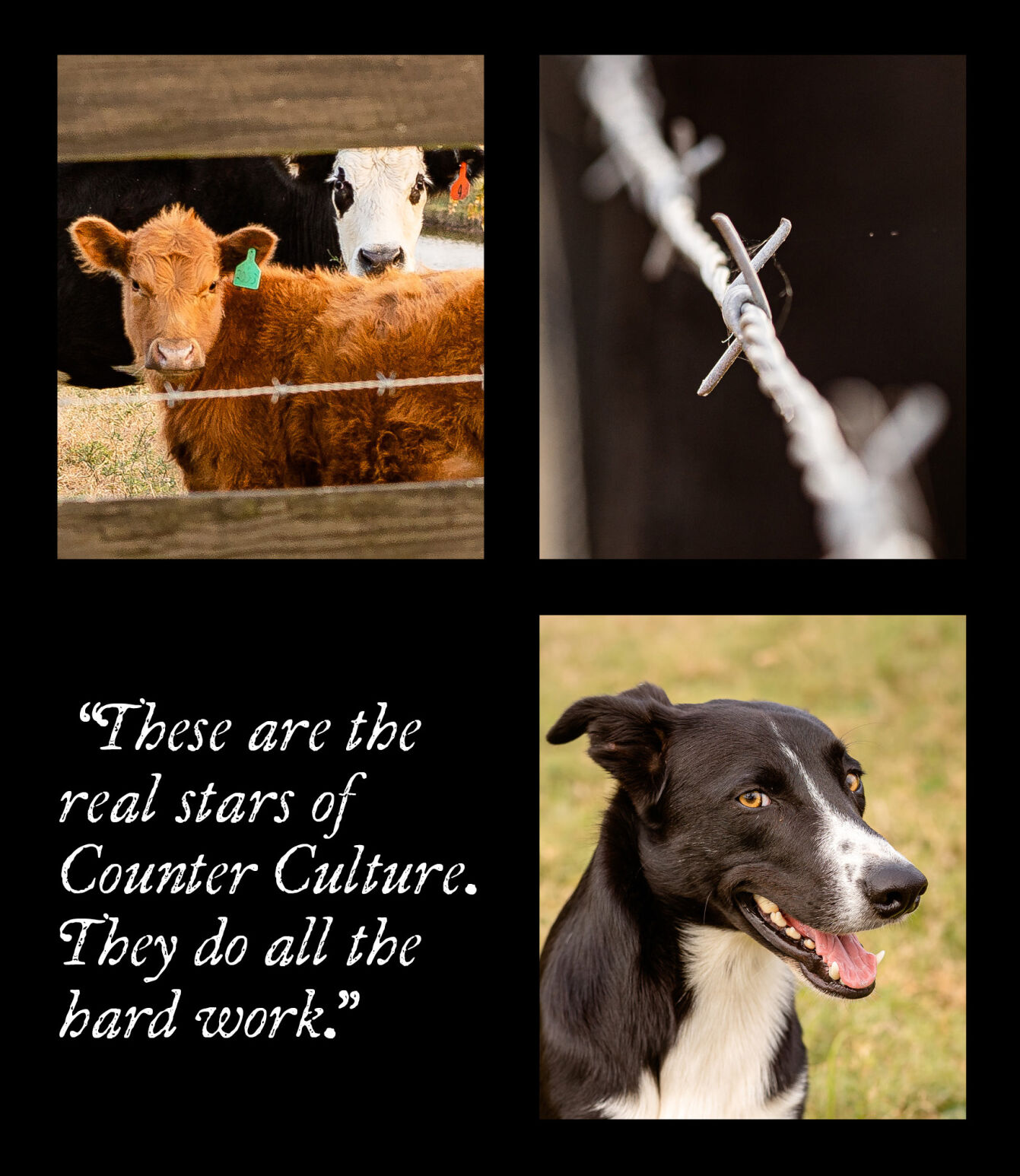 Counter Culture Farms